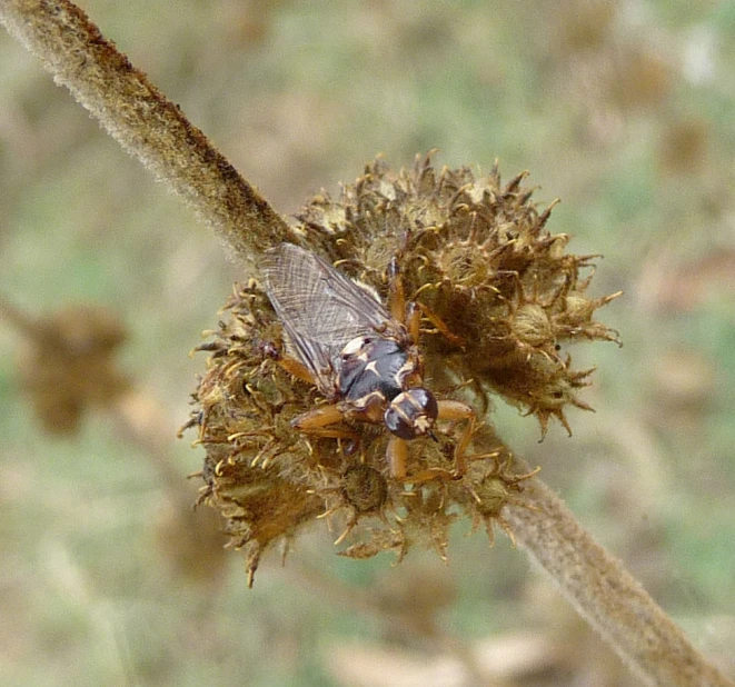 an insect is on the top of a plant