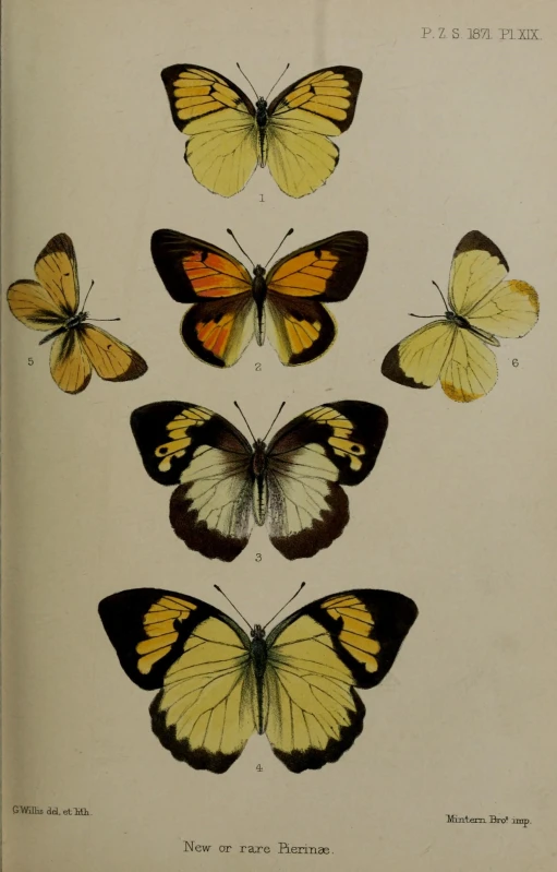 different moths, like the orange ones are shown