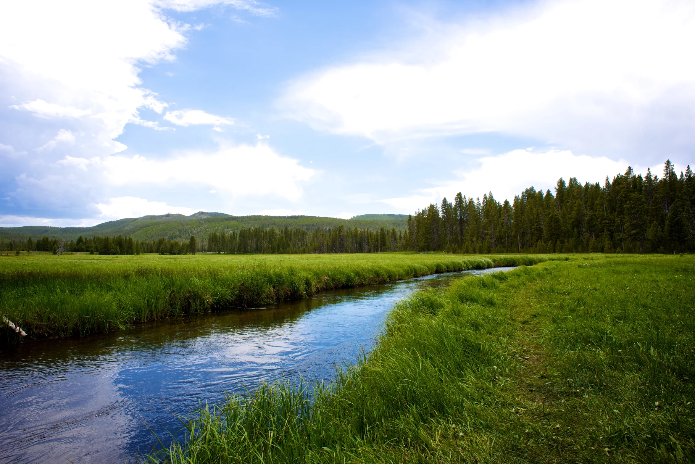 a river running through a lush green field