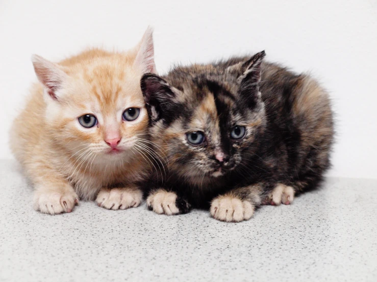 a couple of kittens are standing on top of a table