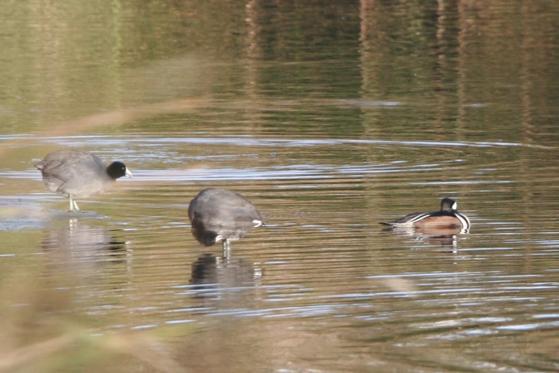 two birds wading in the water next to each other