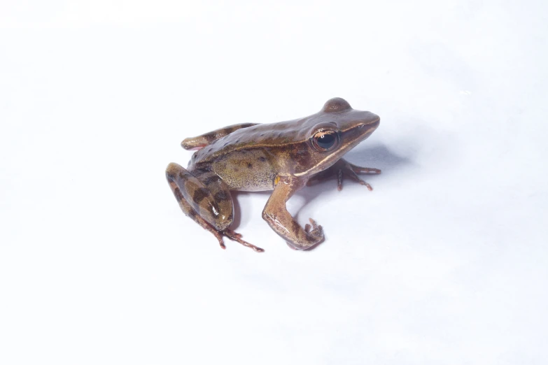 a frog laying on top of a white surface