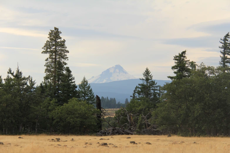 a field with tall trees, a mountain and a blue sky