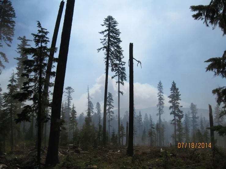 some very tall trees in a large forest