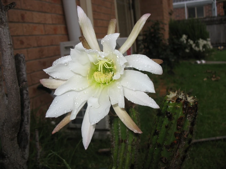 this large white flower has yellow stamens