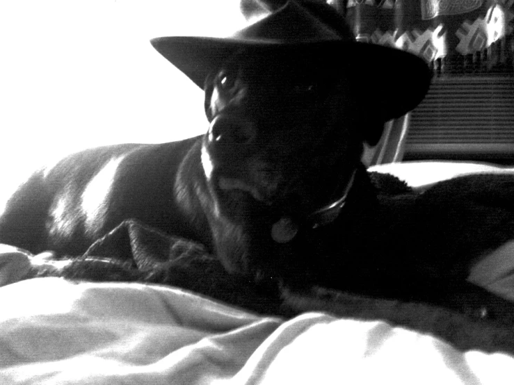 a dog laying on top of a bed under a hat