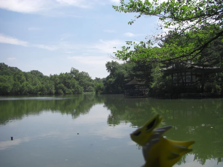 a river with some trees and birds swimming in it