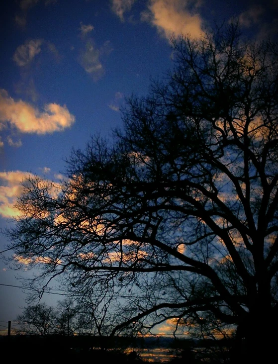 silhouetted trees against blue skies and yellow clouds