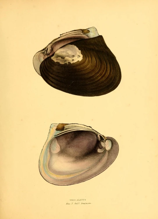 a painting of an oyster by a person