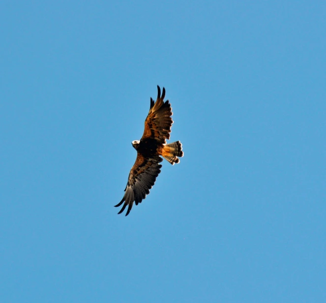 a bird that is flying in the sky