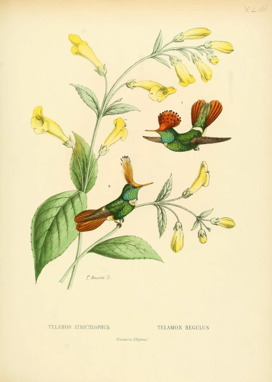 an old botanical print showing two hummings on the nch with yellow flowers