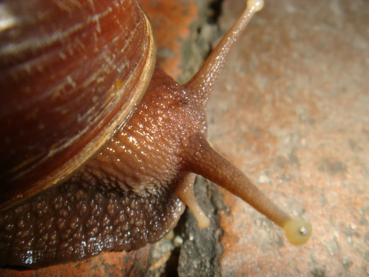 there is a brown snail that is on top of the ground