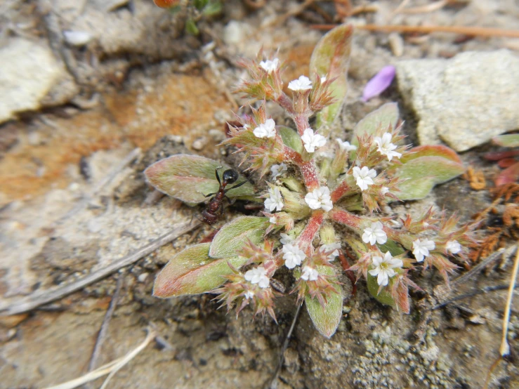 small white and green flowers laying on the ground