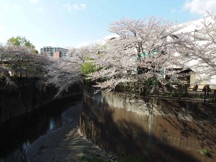 a river surrounded by trees with a sky background