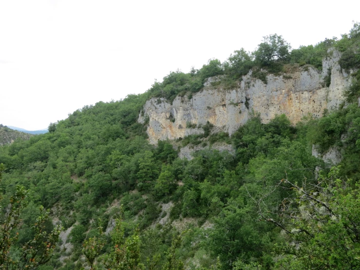 a hillside covered in trees next to a forest