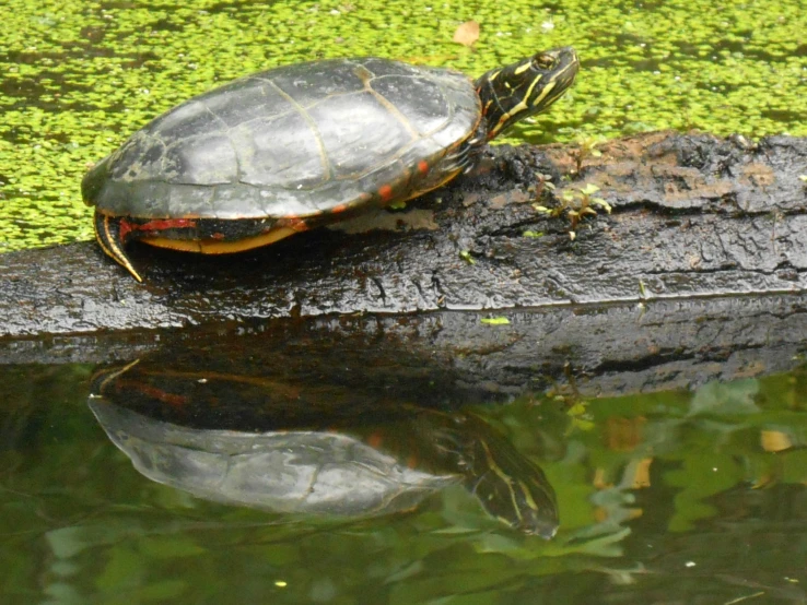 a small turtle sitting on top of a log in the water