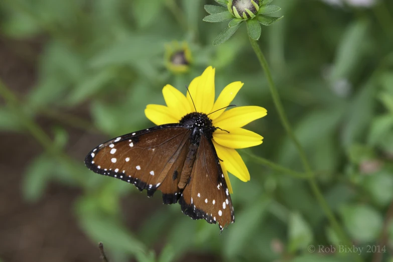 a brown erfly standing on a yellow flower