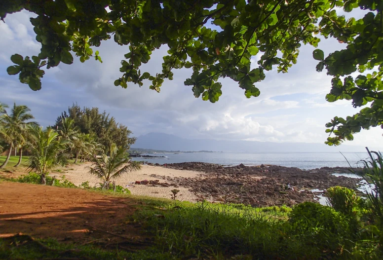 a sandy beach on the edge of the ocean with trees hanging above