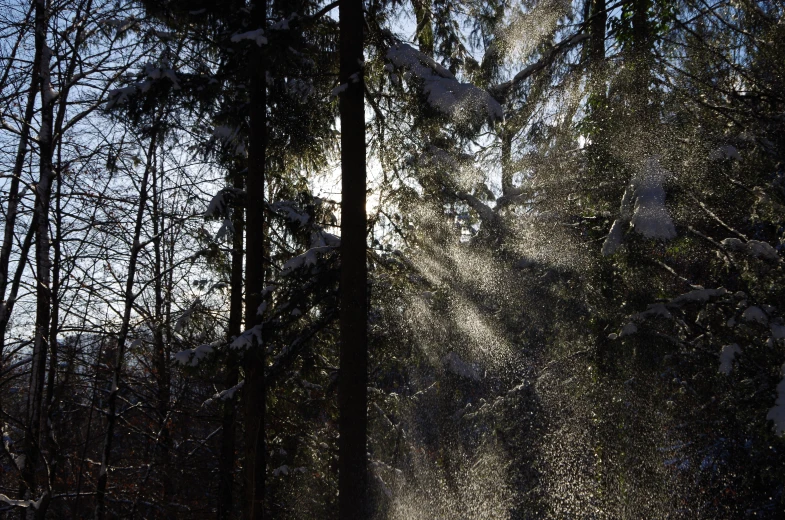 sunbeams on trees in the winter in the woods