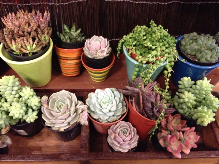 small potted plants in multiple pots lined up