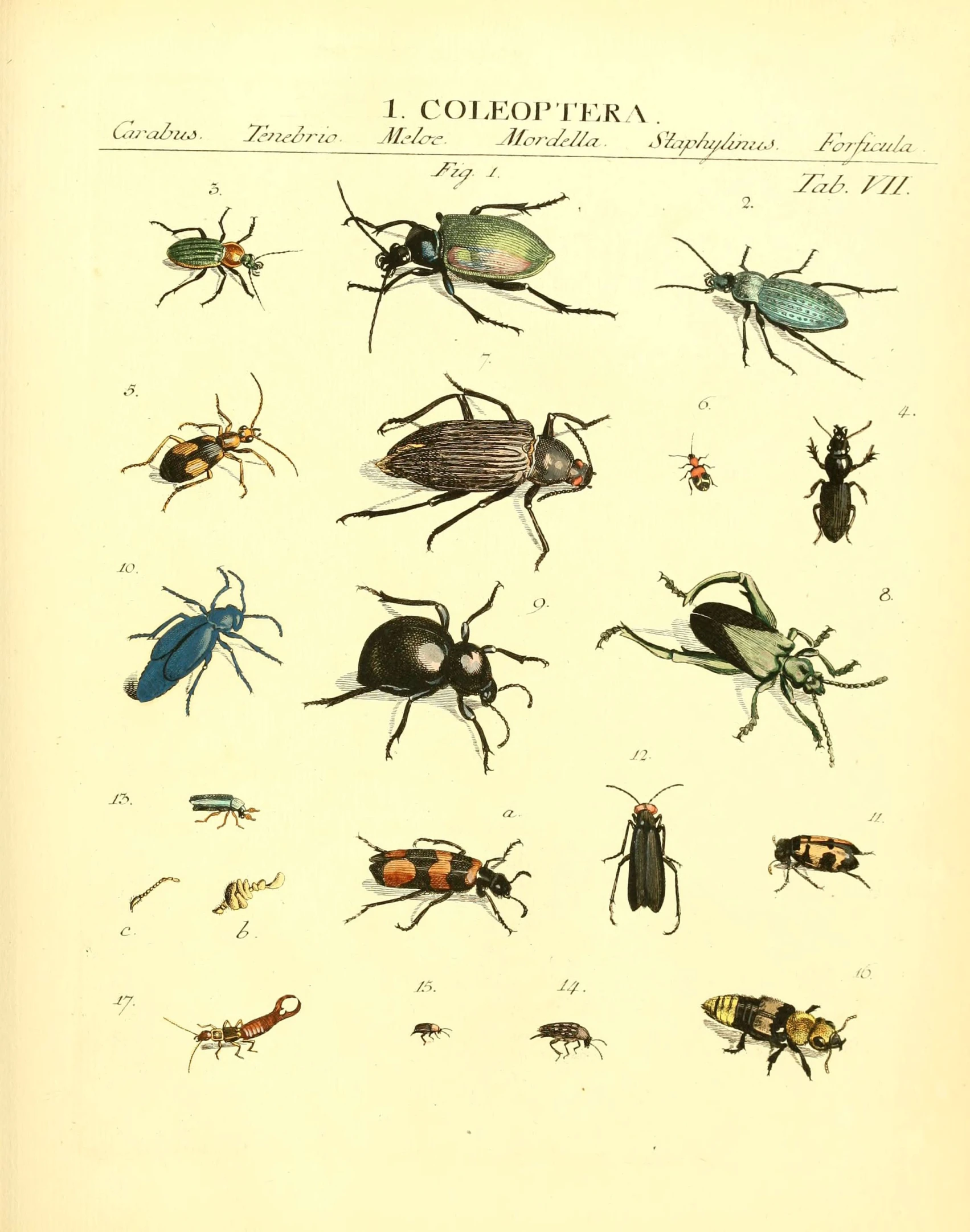 different types of bugs on a page