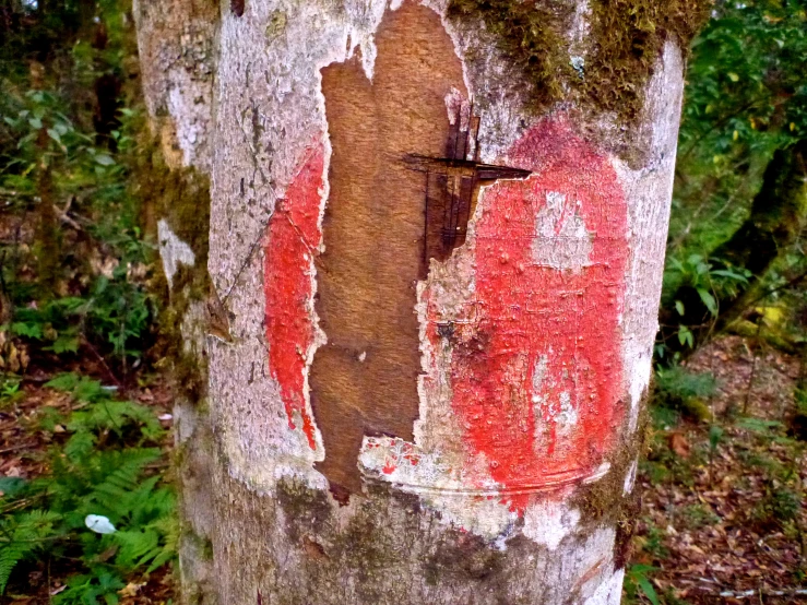 this is an image of a very old tree with some interesting carvings