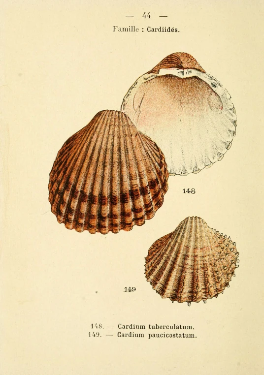 three seashells on a sheet of paper