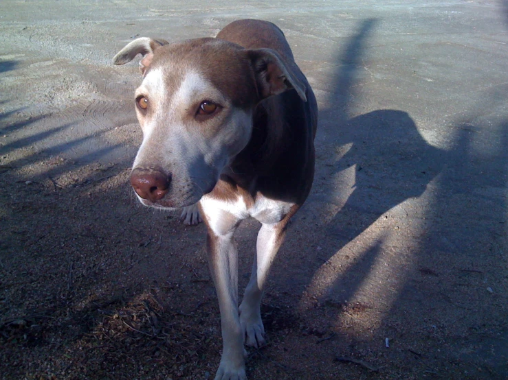 a dog is standing on the sand, looking up