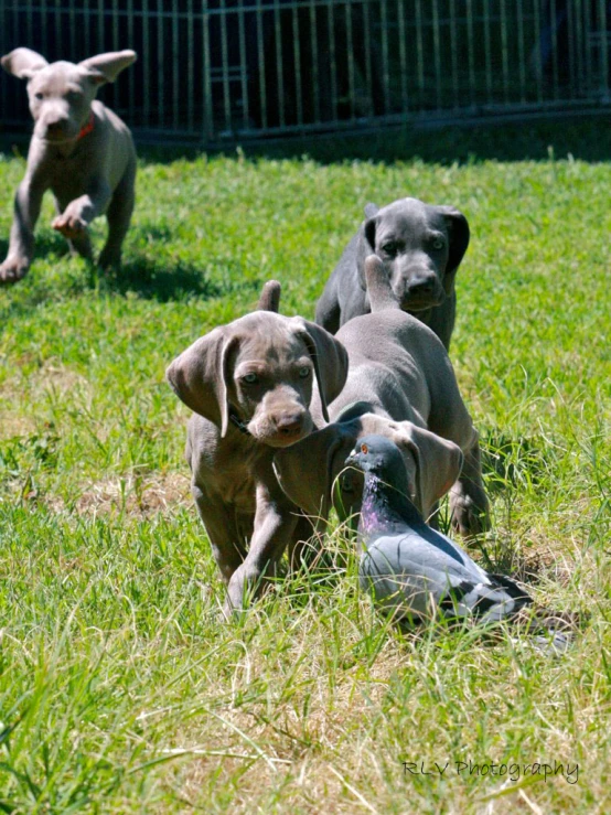 three puppies running around in a grassy yard