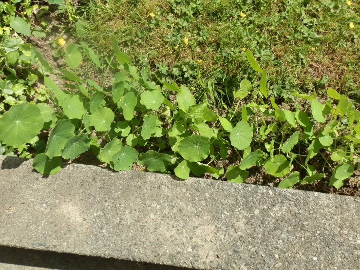 a green plant with green leaves is growing on the edge of a cement sidewalk