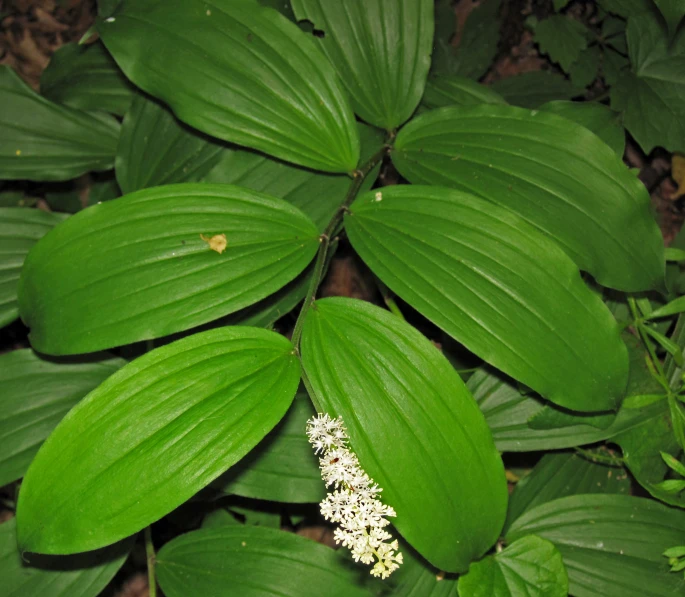 a flower on a green plant, on a brown ground