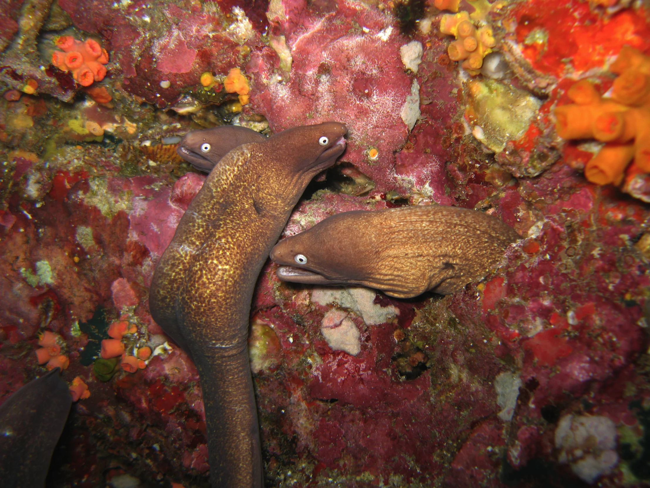 two sea slugs sitting on the wall surrounded by coral