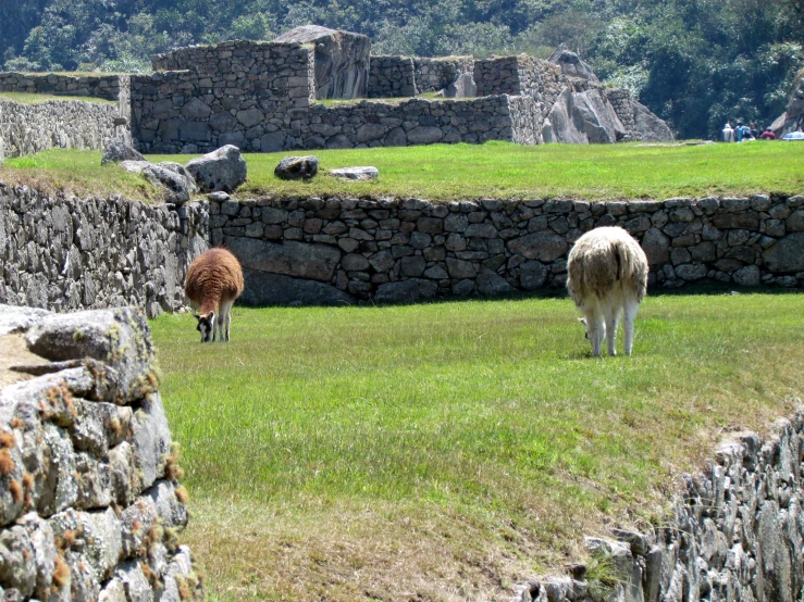 llamas in grassy area next to stone walls and ruins