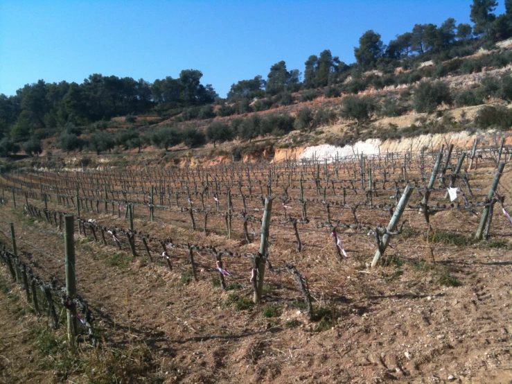 an image of vines growing on the slopes