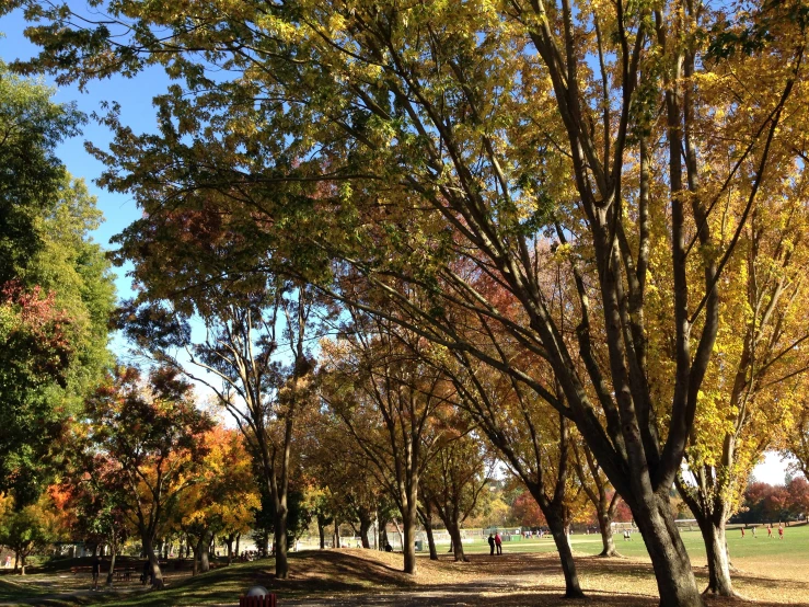 many trees with bright orange and yellow leaves on it