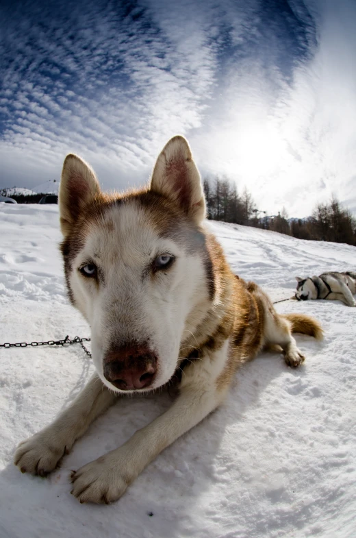 a husky dog with blue eyes laying in the snow