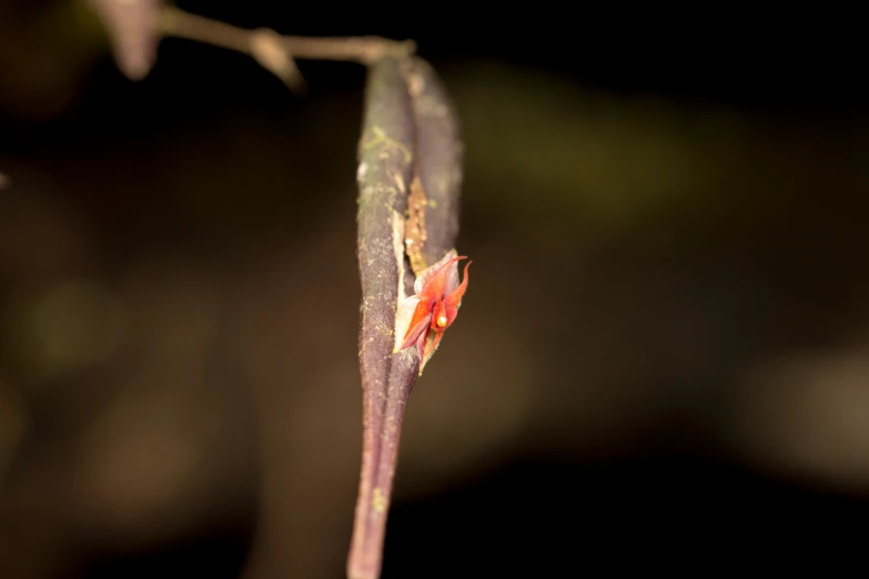 closeup of the end of a plant stem