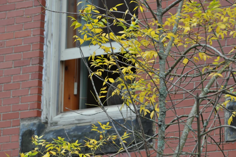 yellow leaves in front of a window with a tree in the foreground