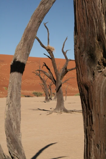 several trees are standing in the desert with dunes and sand