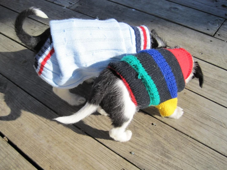 a cat wearing a colorful sweater on top of wooden floor