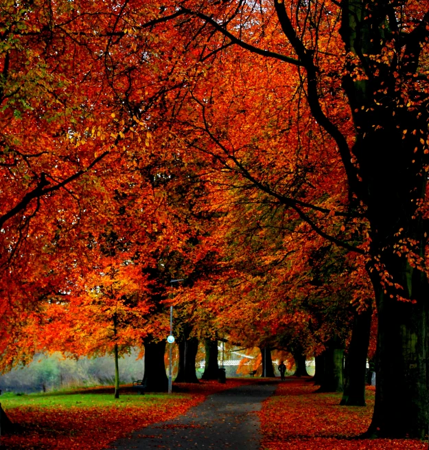 a path with trees lining the side of it in the fall