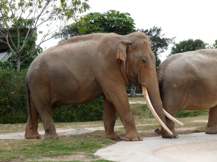 two elephants stand next to each other
