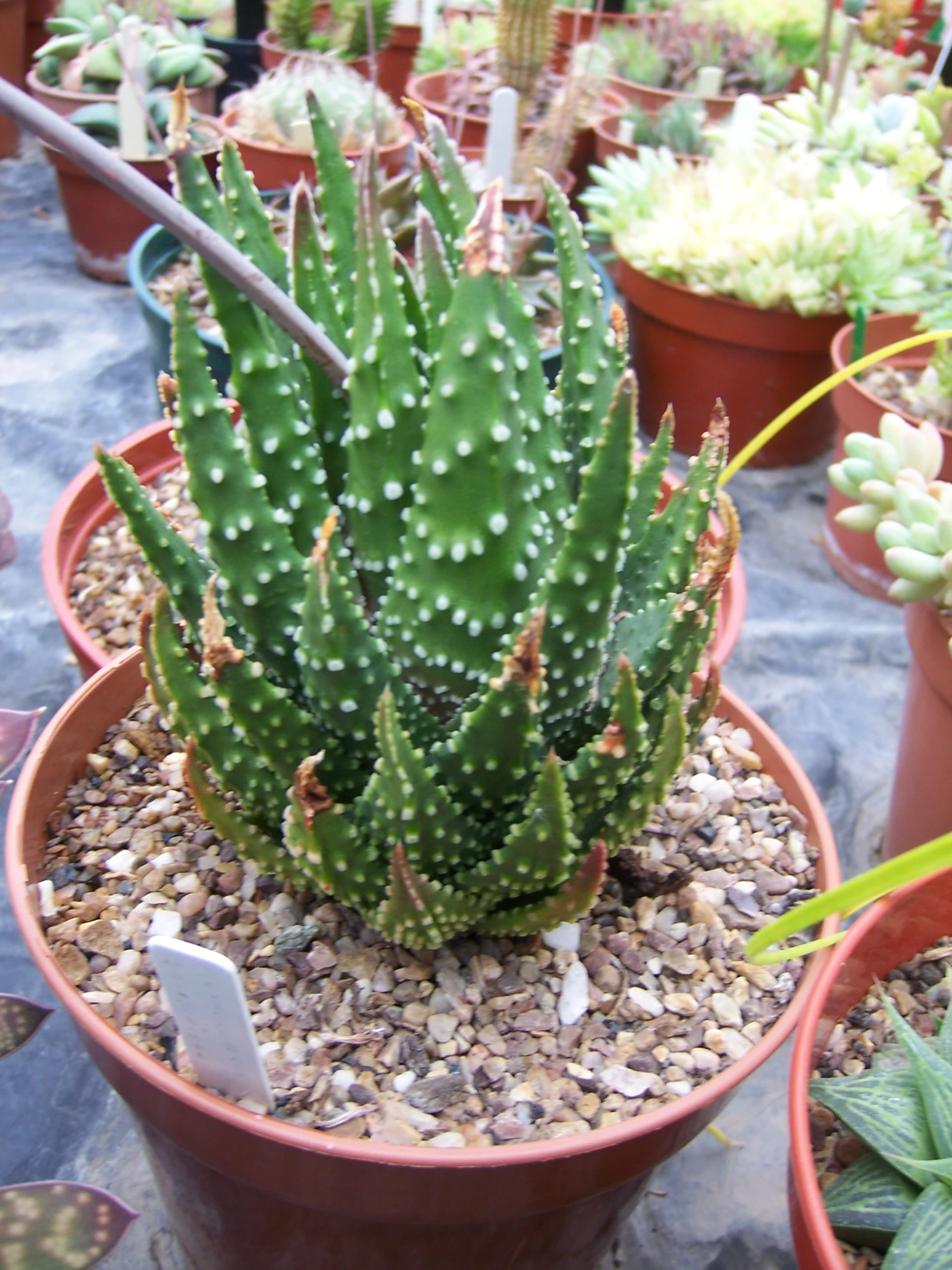 various plants are in brown containers next to each other