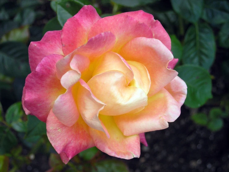 pink and yellow rose with green leaves
