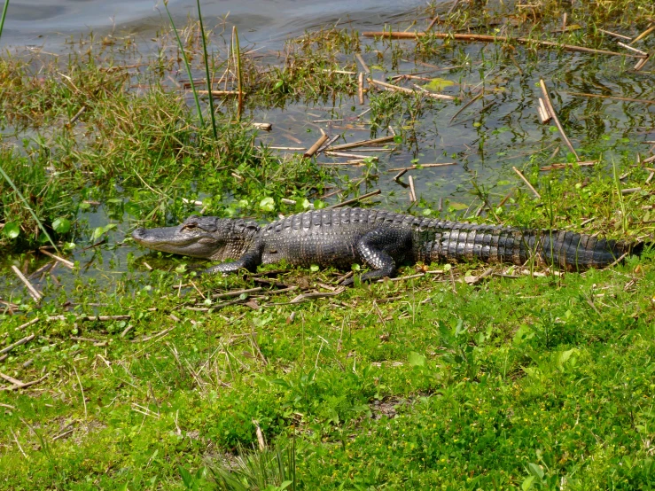 an alligator is laying in the grass near water