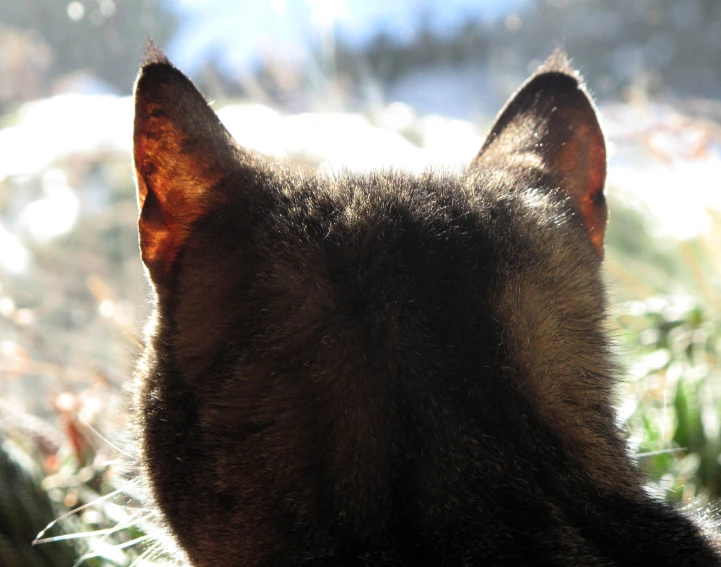 a brown cat sitting in the sun with its eyes closed