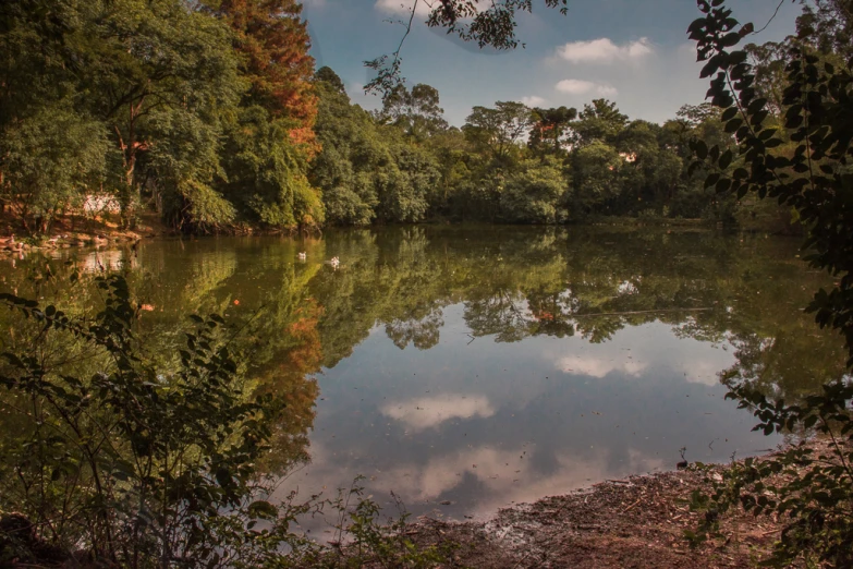 a river runs through the woods and has many trees