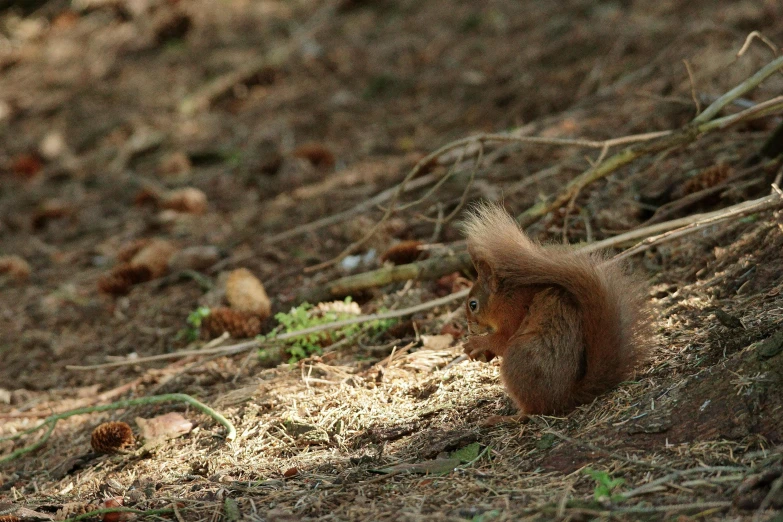 a squirrel is sitting on the ground looking at soing