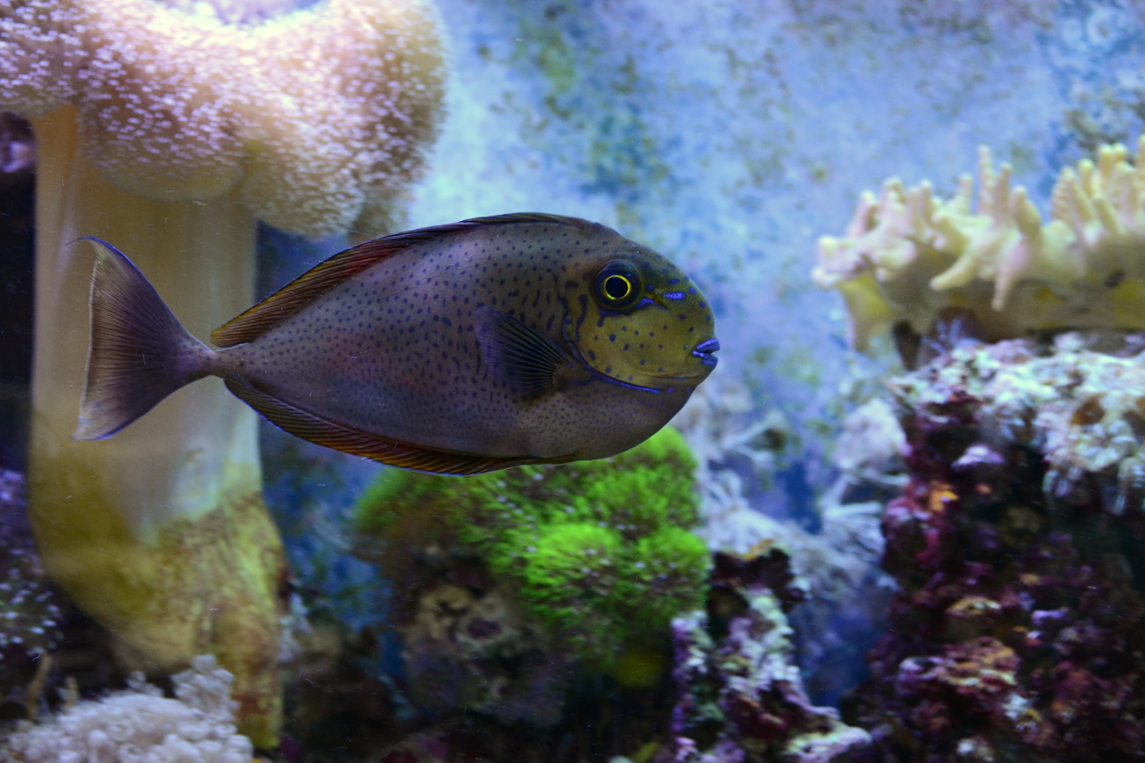 a blue, yellow and red fish swims in front of a coral