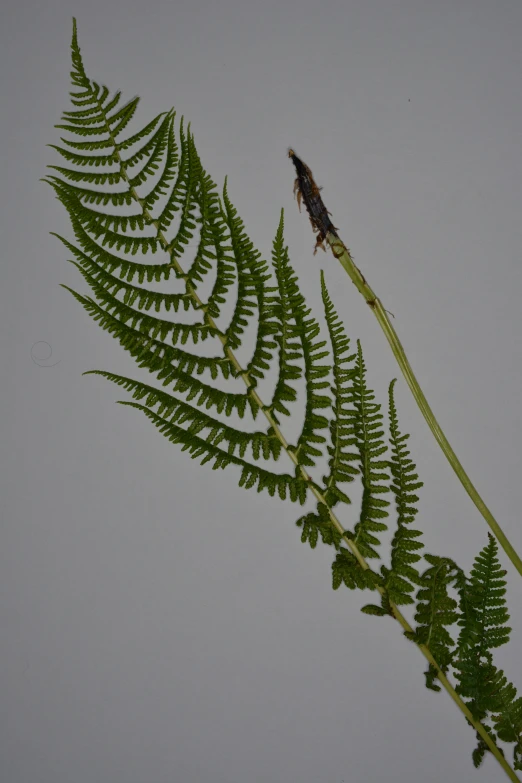 some leaves on the side of a leafy plant